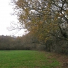 Rangée d'arbres