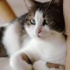 CHAT