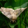 le papillon