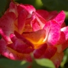 Les roses de La Chatonnière (3)