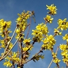 Printemps, forsythias et ciel bleu