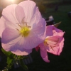 Fleurs translucides