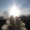 Fleur d'Aubépine sous le soleil
