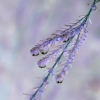 Gouttes d'eau
