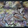 Vieille souche, photo-montage