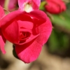 Rimbaud, a marché dans mon jardin...