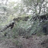 Branche tombée