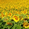 Champ de tournesols