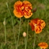 Coquelicots