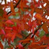 Couleurs d'automne