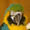 Perroquet (2)