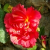 Les roses de Villandry (6)