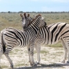 Hugging Zebras, Namibia, March 2011