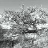 Arbre