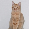 Citrouille
