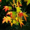 Couleurs d'automne (3)