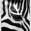 oeuil de zebre !
