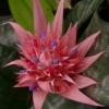 L'aechmea fasciata