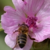 Petite abeille butine