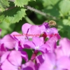 la nature