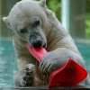 L'ours blanc