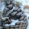 Pomme de pin sous la neige