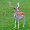 ”Tous les animaux connaissent ce qui leur est...