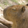 Le capybara