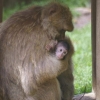 Femelle macaque et son petit