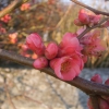 Pommier du Japon (suite)