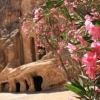 Jordanie, cité Petra - Lauriers roses