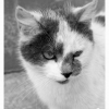 Le chat