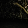Arbre et lune