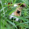 portrait de calinou dans les herbes hautes