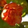 Les roses de La Chatonnière (2)