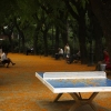 Ping-pong