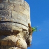 buddleia