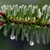 Gouttes d'eau