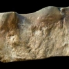 Sculpture d'un Tigre à dents de Sabre (Smilodon)