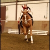 concours de voltige