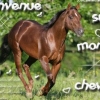 j'adOre les chevàux !!!