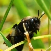 black bee