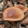 Champignons