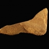 Sexe masculin d'un enfant; de Neanderthal ou...