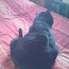 Le chat-culbuto
