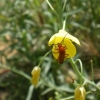 insecte?