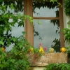 Fenêtre de saison (1)