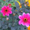 Petites fieurs