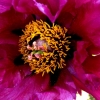 Cœur de fleur