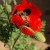 Le coquelicot coccinelle
